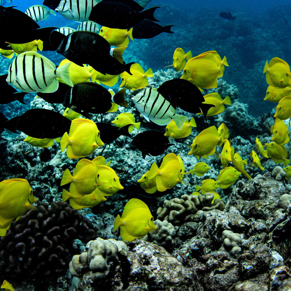 Hawaiian reef fishes