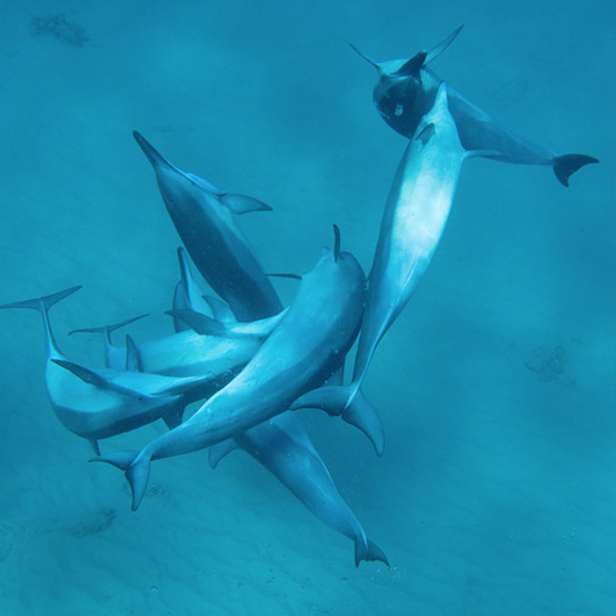 dolphin behavior