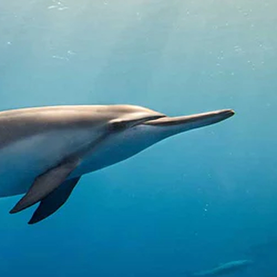 dolphin face