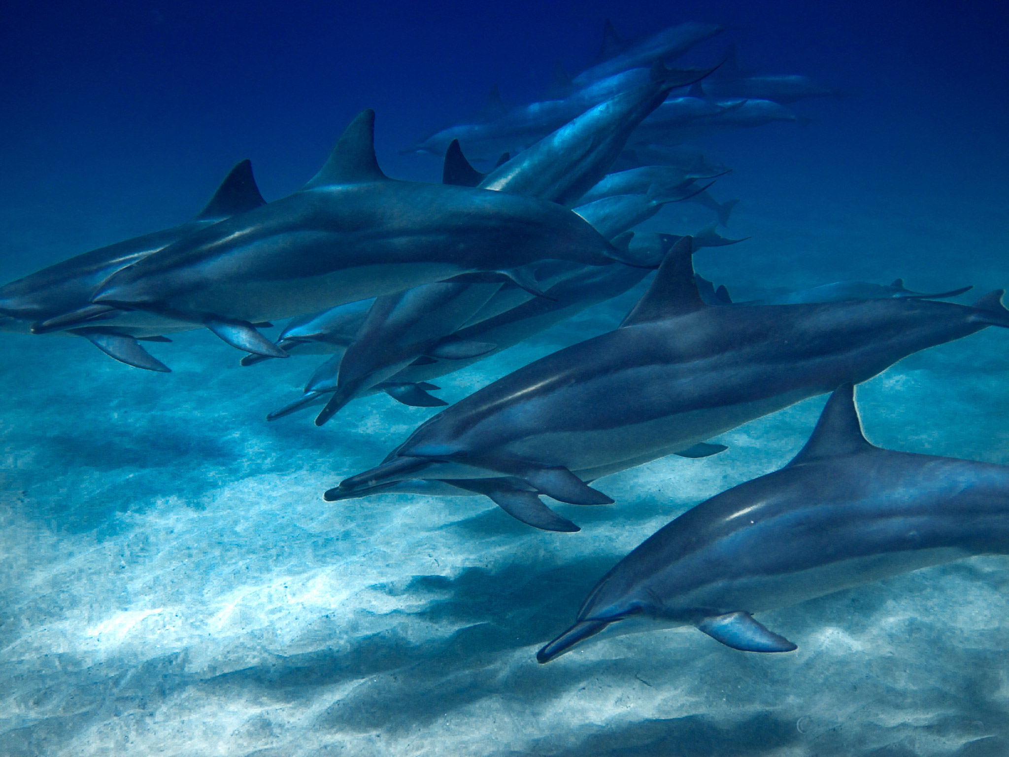 hawaiian spinner dolphins