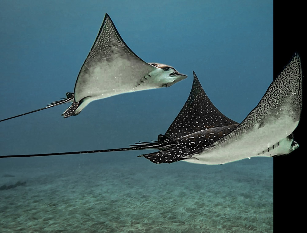 Spotted eagle ray