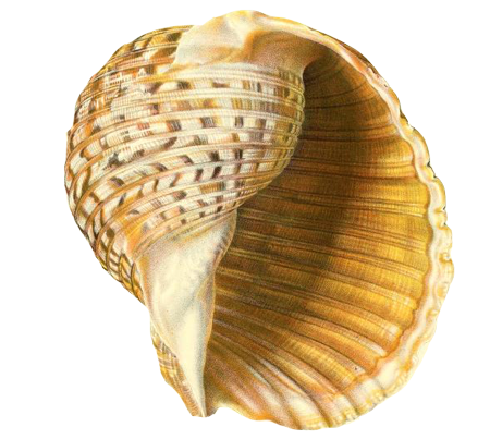 Dolium japonicum