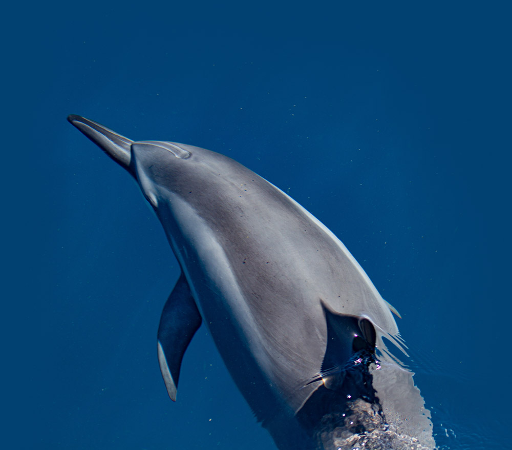 hawaiian spinner dolphins