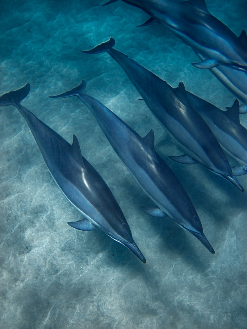 spinner dolphins