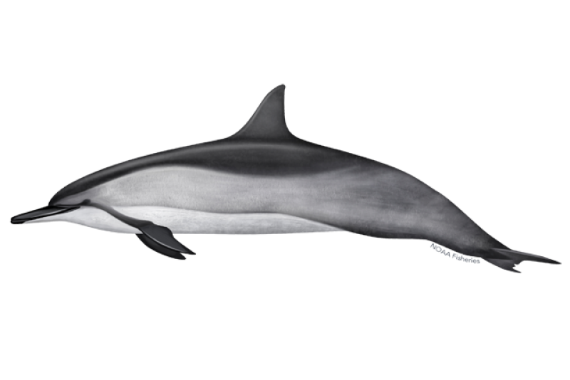 Spinner dolphin