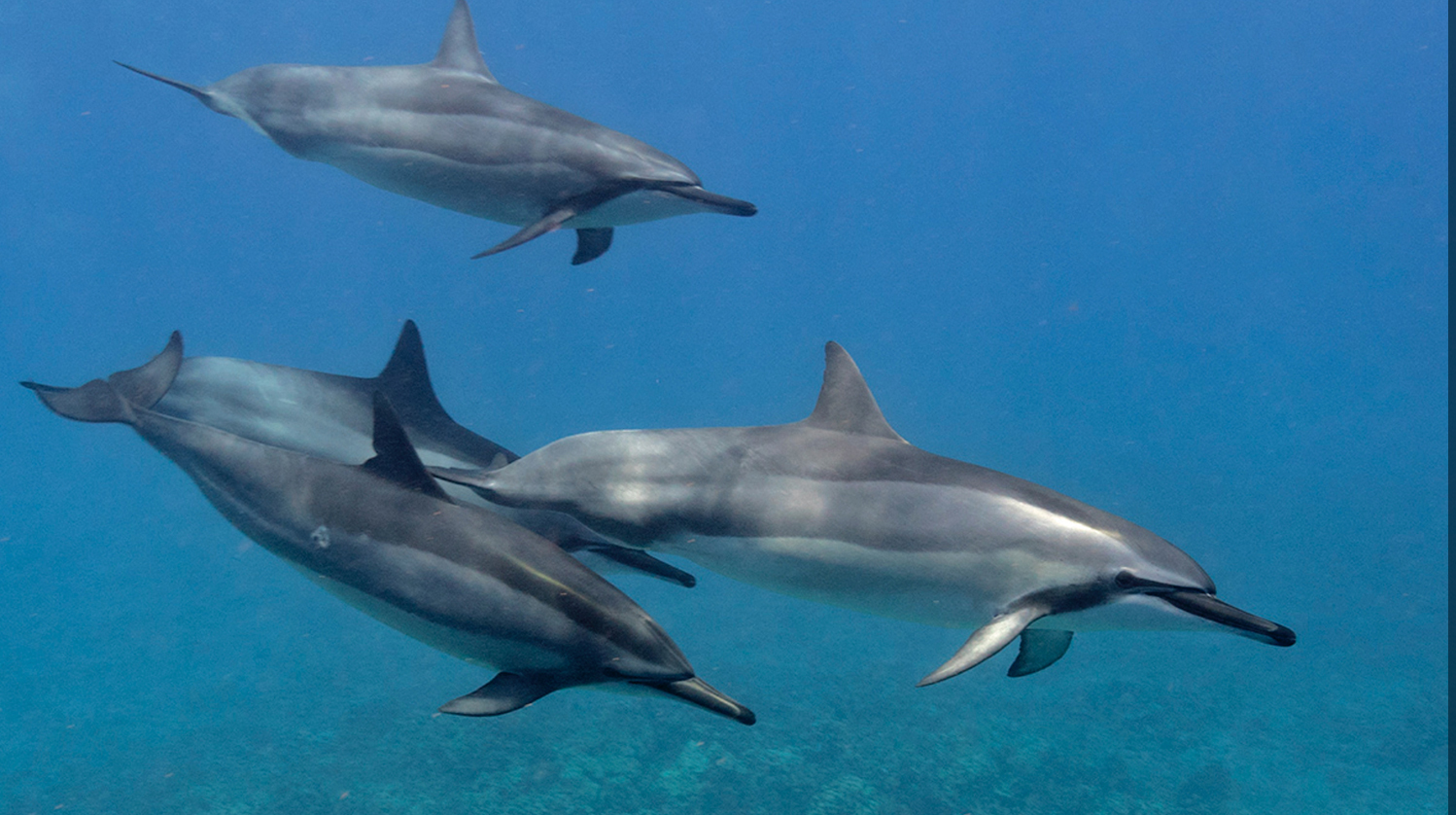 Dolphins